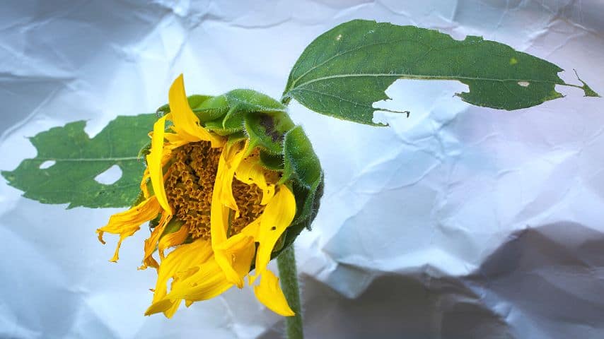 A sunflower's head begins to droop at around 13-15 weeks, which means that it is dying