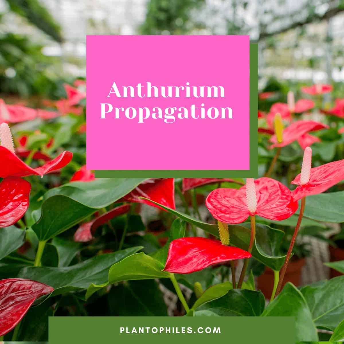 3-best-methods-for-anthurium-propagation