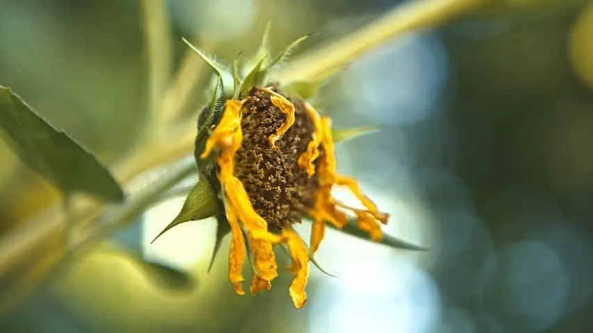 Deadheading a sunflower means you remove drooping or dying flowers to make way for new flower growth