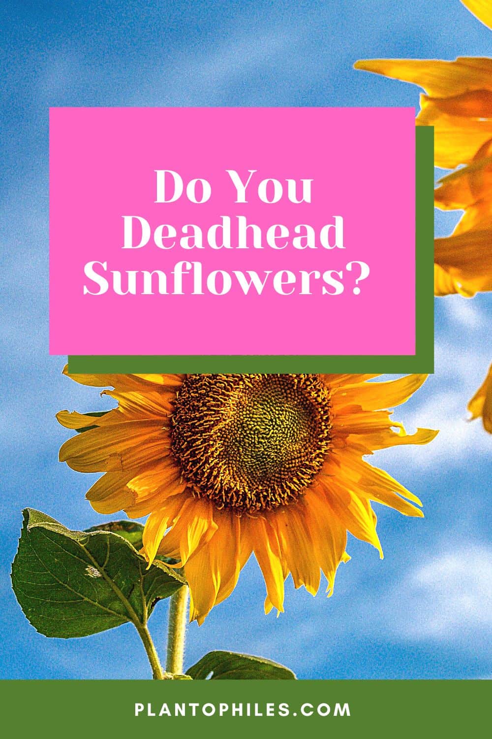 Do You Deadhead Sunflowers?
