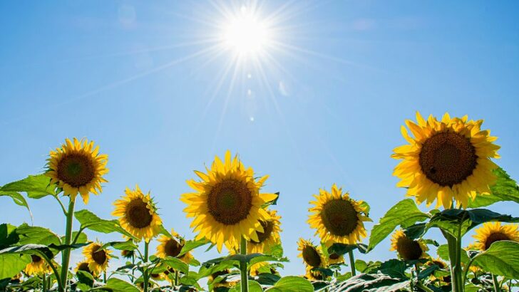 Do You Deadhead Sunflowers? The Best Answer Is…  