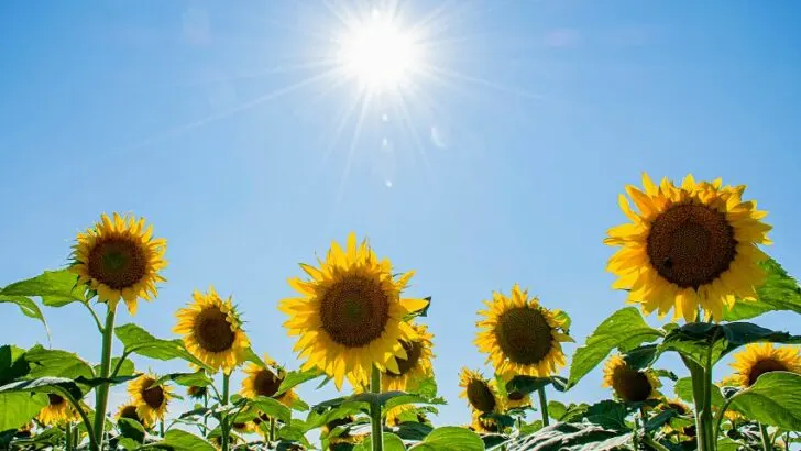 Do You Deadhead Sunflowers? The Best Answer Is&hellip;&nbsp;&nbsp;