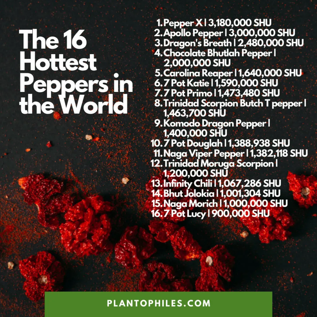 Top 16 Hottest Peppers In The World [Updated 2023] 1