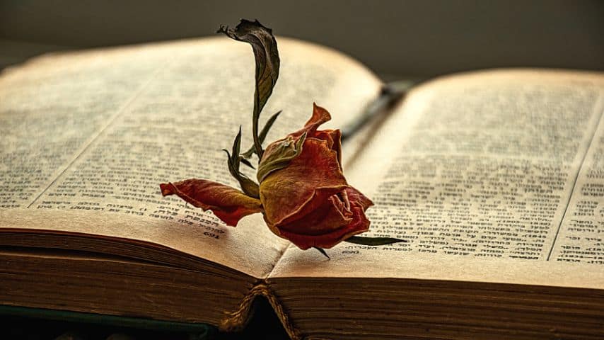 Using your rose petals as a bookmark helps you become calm while reading a book