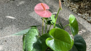 When And How To Water Anthurium