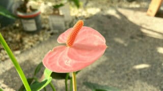 Why Anthurium Flowers Are Turning Brown