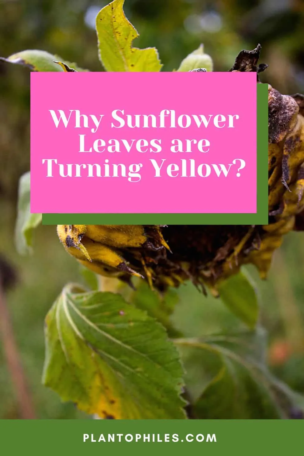Why Sunflower Leaves Are Turning Yellow?