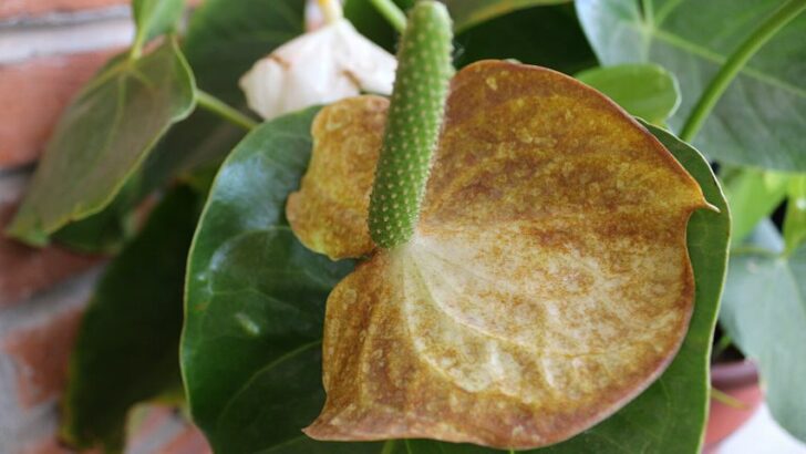 14 Reasons Anthurium Leaves Are Curling -Causes & Solutions