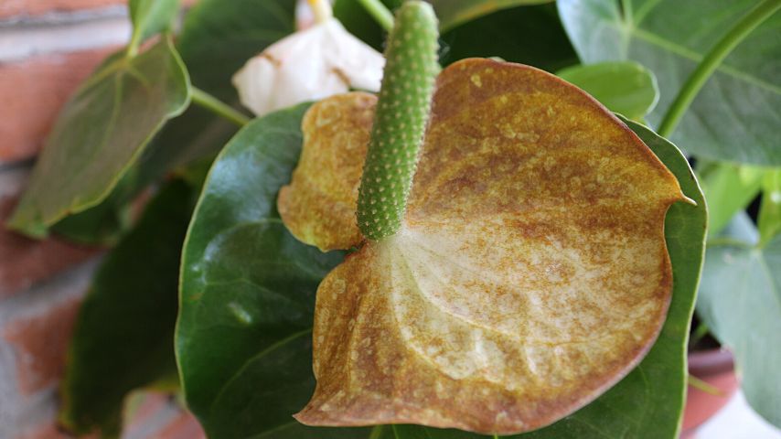 14 Reasons Anthurium Leaves Are Curling