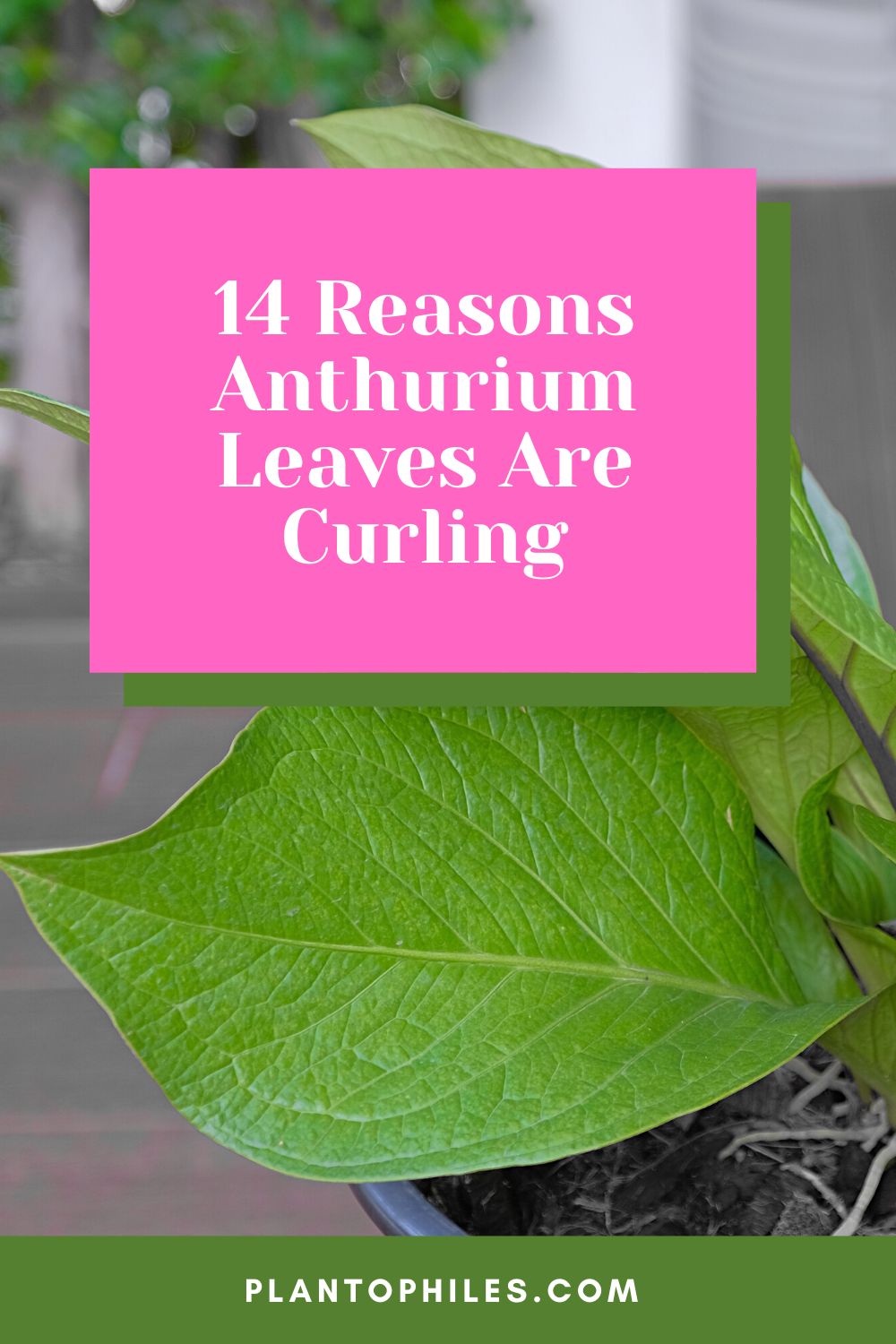 14 Reasons Anthurium Leaves Are Curling