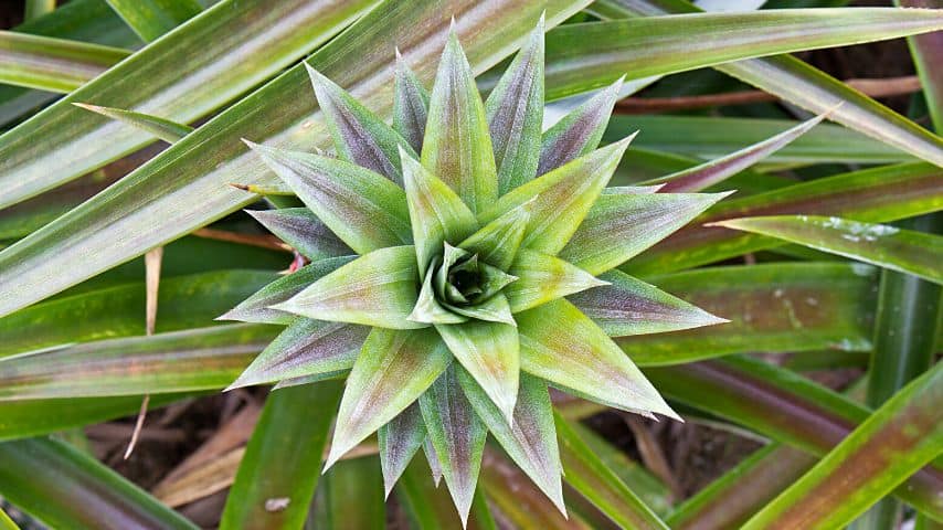 Another way to grow pineapples is to root its suckers or "pups"