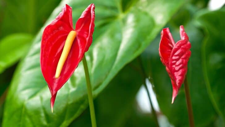 Anthurium Meaning And Symbolism — The Anthurium Flower