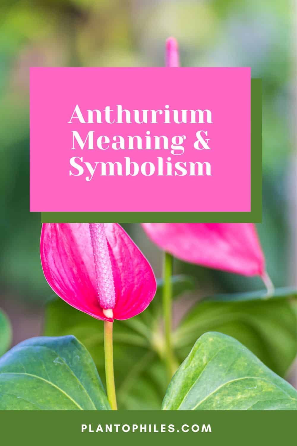 Anthurium Meaning  & Symbolism