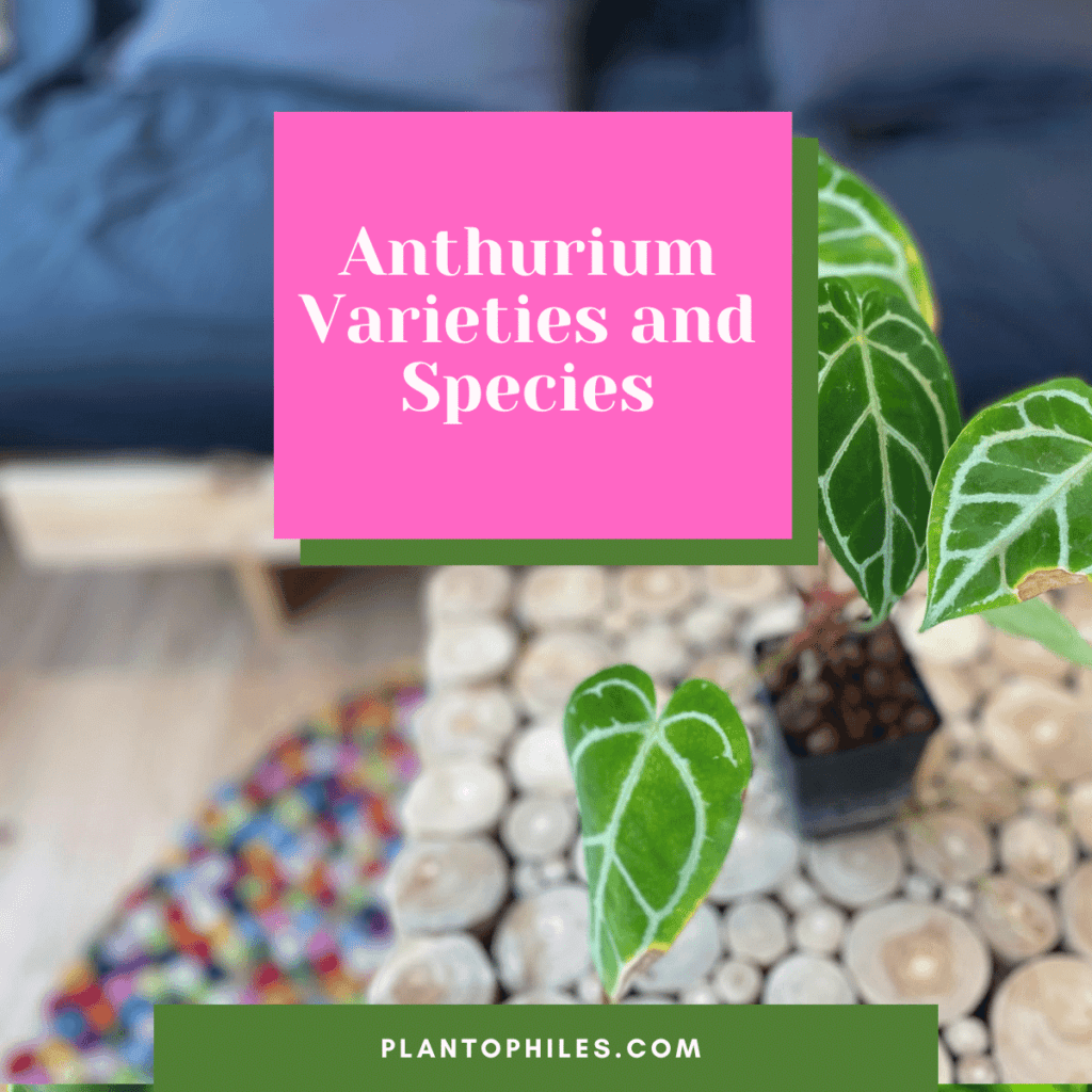 Anthurium Varieties and Species