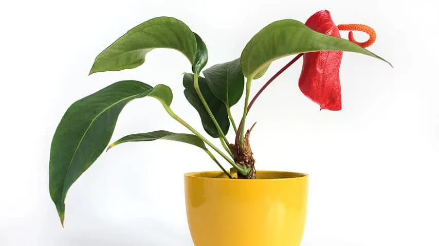 Anthurium can experience leaf curling if it grows too big of its pot, making it pot bound