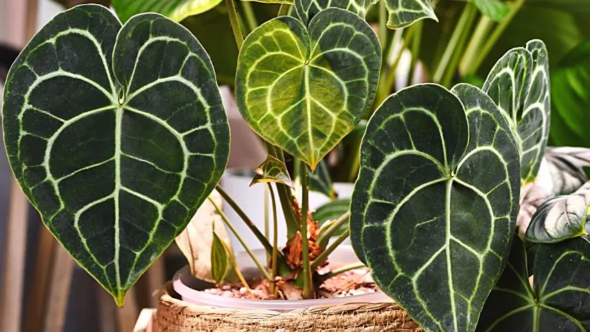 Anthurium clarinerviums readily produce new leaves once every 2 months and flowers multiple times a year