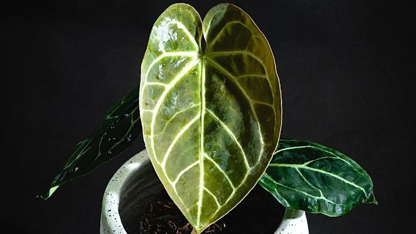 Anthurium crystallinum is another popular easy-to-grow anthurium as its prices have dropped in the recent years