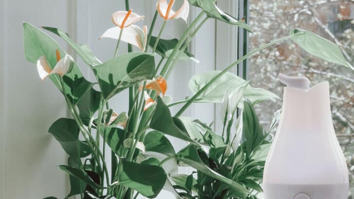 The Ideal Anthurium Humidity & 11 Signs it is Not on Point
