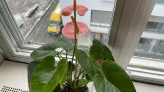 Anthurium not flowering indoors