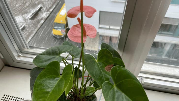 Anthurium Not Flowering — 14 Tips to Get Anthurium to Bloom