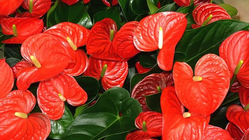 Anthuriums, especially the Flamingo Flower variety, thrive in humid areas