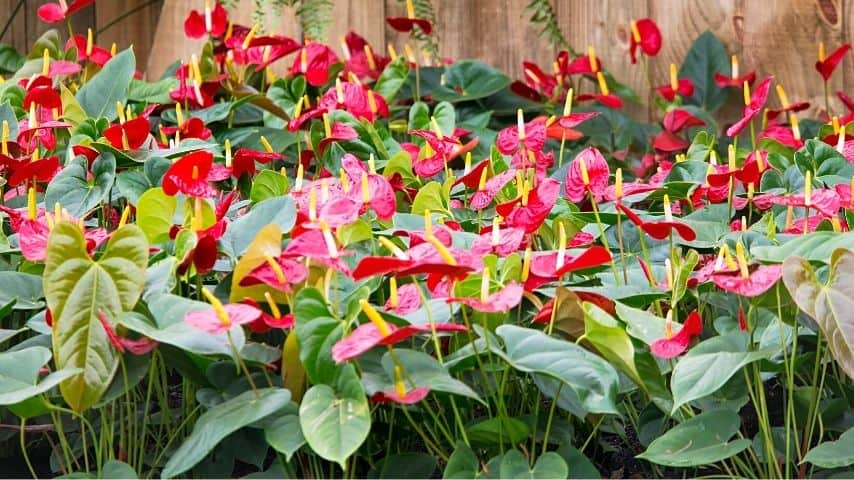 Anthuriums flower more when they're exposed to higher light levels