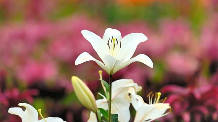 Are Lilies Perennials? The Lilium Flower Annual Check