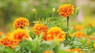 Are Marigolds Perennials or Annuals?