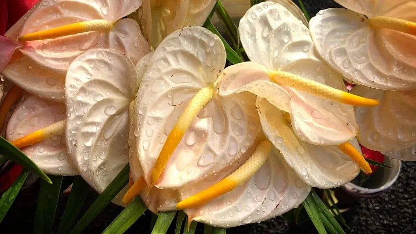 As anthuriums symbolize luck and prosperity, you can give them as graduation gifts