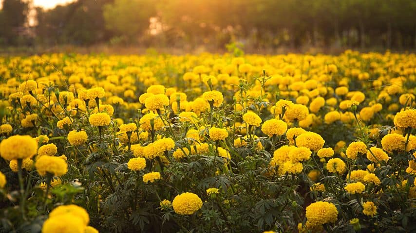 As marigolds are natives of South and Central America, they thrive in areas receiving full sun