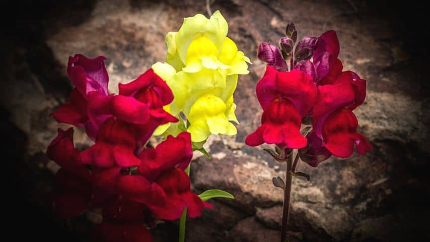 Aside from grace, snapdragons also symbolize strength as they're known to grow in rocky areas