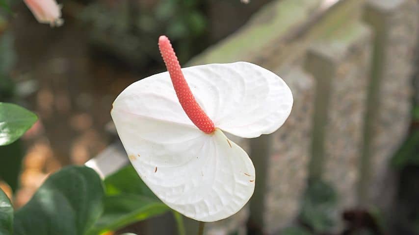 Aside from peace and pureness, white anthuriums also symbolize innocence and one's purity