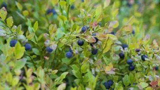 Blueberry Companion Plants