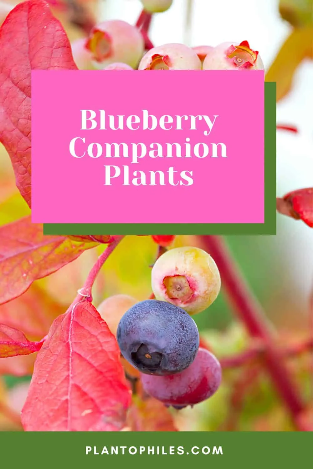 Blueberry Companion Plants
