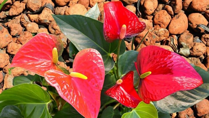 Can Anthuriums Be Grown in Leca? My Personal Experience