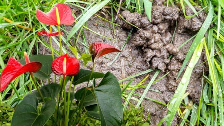 Do Anthurium like Worm Castings? Fertilizer for Anthuriums