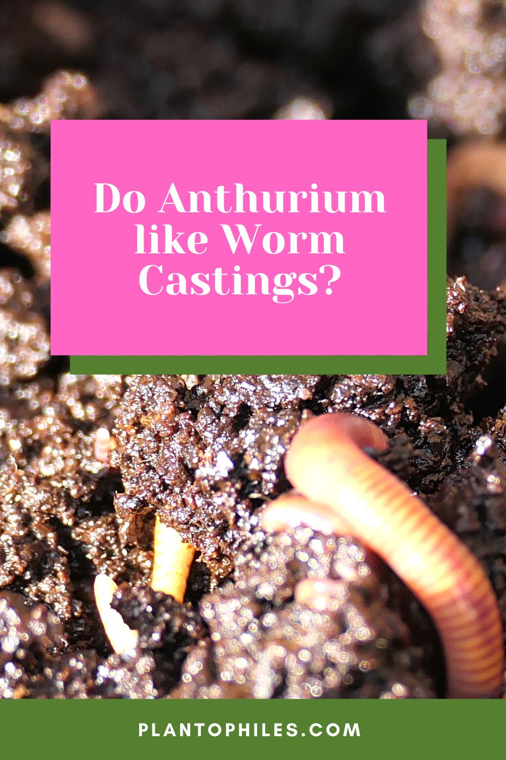 Do Anthurium like Worm Castings?