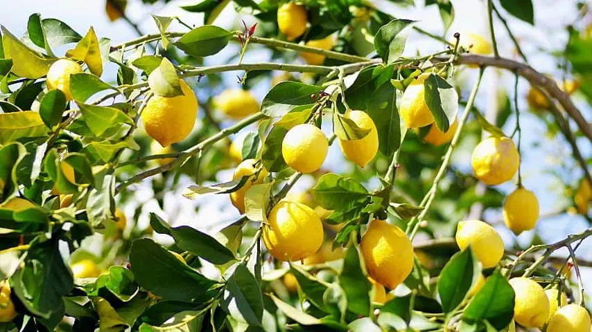 For your lemon tree to grow properly, they need to be exposed to bright sunlight at least 7 hours daily