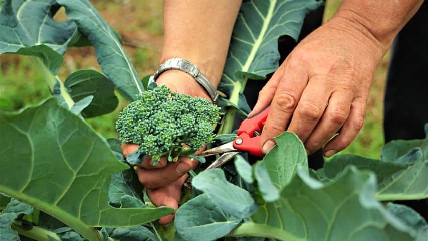 Harvesting early and frequently is one way of preventing your broccoli from bolting