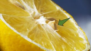 How to Germinate Lemon Seeds