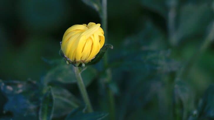 How To Deadhead Daisies — Deadheading For Better Blooms