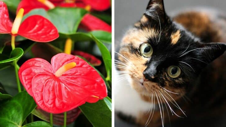 Is Anthurium Toxic to Cats? Or is it Safe for Cats?