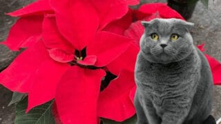 Is Poinsettia Poisonous to Cats