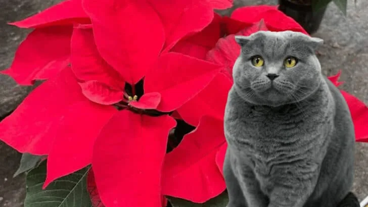 Is Poinsettia Poisonous to Cats? Toxic To Cats & Dogs Check