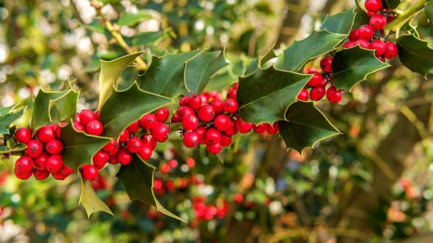 Like hydrangeas, holly also bloom when the blueberries go dormant. But, unlike the blueberries, they're inedible to both human and pets as they're toxic