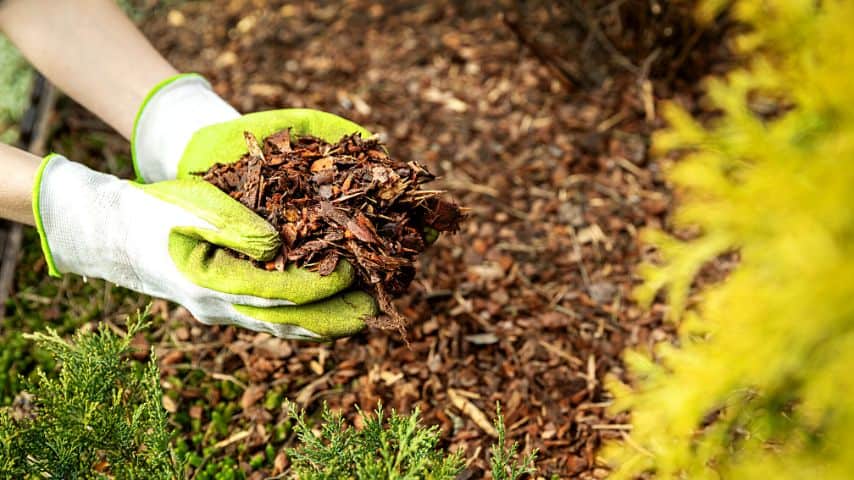 Make sure you use mulch when you plant your marigolds to ensure weeds aren't competing with them for nutrients