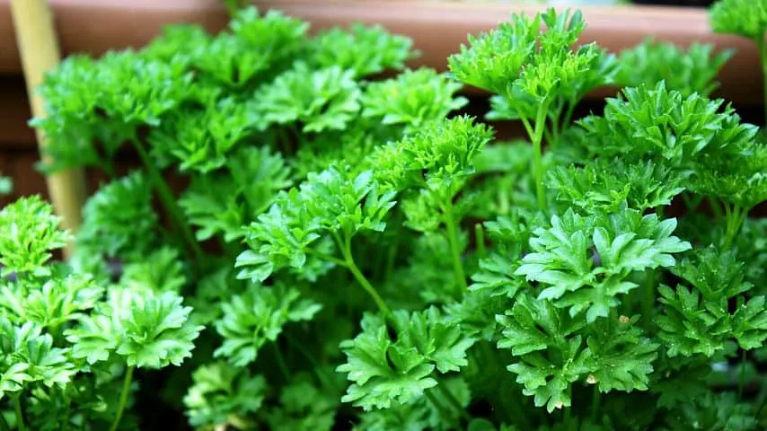 Parsley and blueberries make great companion plants as they both love acidic soil