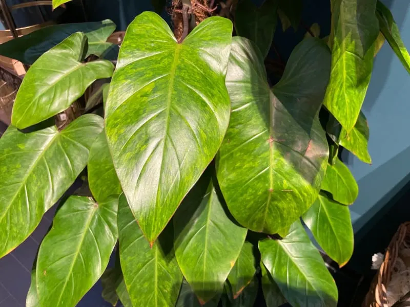 Philodendron erubescens Care - Blushing Philodendron Guide 1
