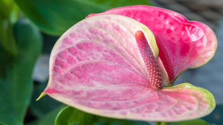 Pink anthuriums symbolize feminity and that of the purest form of love