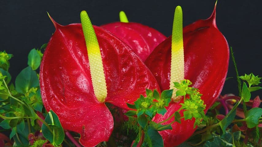 Red anthuriums symbolize love, friendship, sensuality, and lust